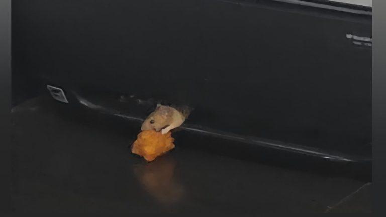 Satna District Hospital: एसएनसीयू में नवजातों के बीच पकौड़ी दबाए चूहे, वायरल वीडियो ने खोली व्यवस्थाओं की पोल, कौन जिम्मेदार?