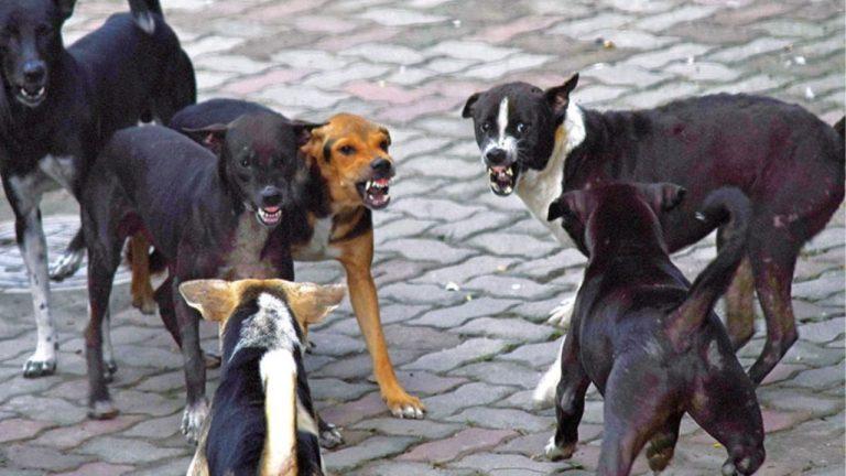 कानपुर में आवारा हमलावर कुत्तों को ‘उम्र कैद’, यूपी सरकार की जीरो टॉलरेंस नीति के तहत ABC सेंटर में काटेंगे आजीवन कारावास की सजा, जानिए डिटेल्स