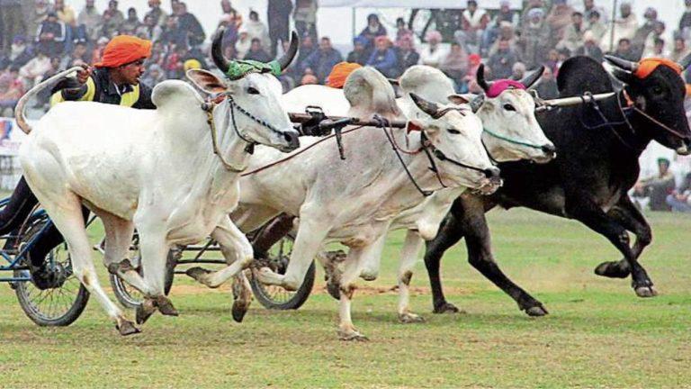 किला रायपुर ‘ग्रामीण ओलंपिक’ में 11 साल बाद फिर दौड़ेगी बैलगाड़ियां, 2014 में SC ने लगाई थी रोक