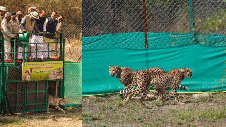 बोत्सवाना से कूनो नेशनल पार्क पहुंचे 9 चीते, केन्द्रीय वन मंत्री भूपेंद्र यादव ने तीन चीतों को बाड़े में किया रिलीज
