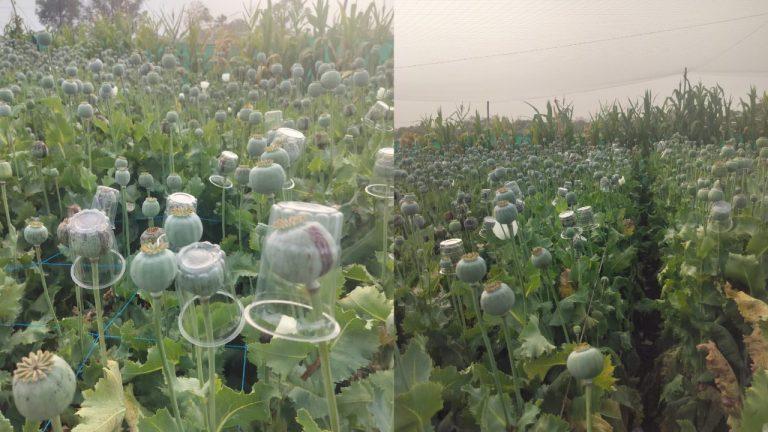 बेमौसम बारिश से अफीम की फसल बचाने के लिए किसानों का अनोखा जुगाड़, डोडों पर लगा रहे प्लास्टिक के गिलास, पढ़ें पूरी खबर