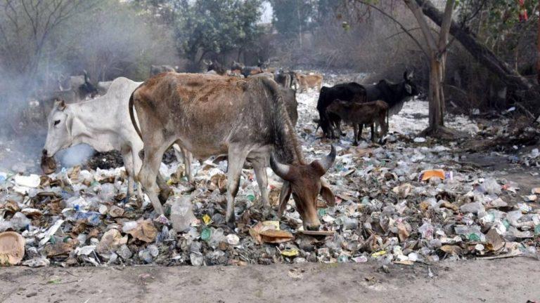 दिल्ली में MCD का नया नियम लागू, 1 अप्रैल से गीला कचरा हफ्ते में 4 दिन और सूखा कचरा 3 दिन उठेगा