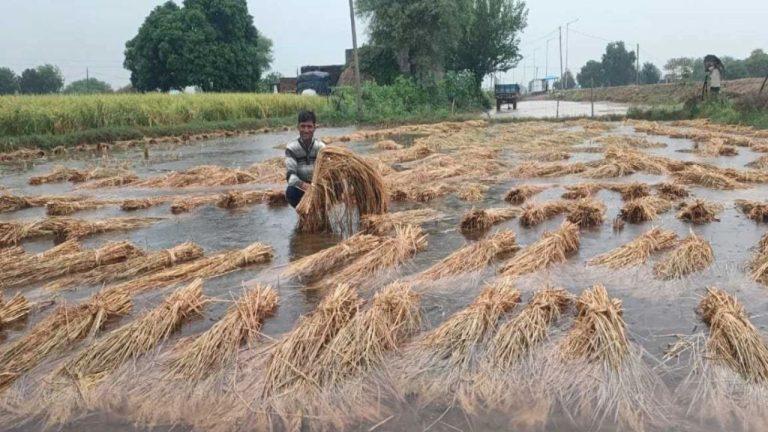 बेमौसम बारिश में फसल हो गई खराब तो घबराएं नहीं किसान, सरकार करेगी नुकसान की भरपाई, करना होगा ये काम