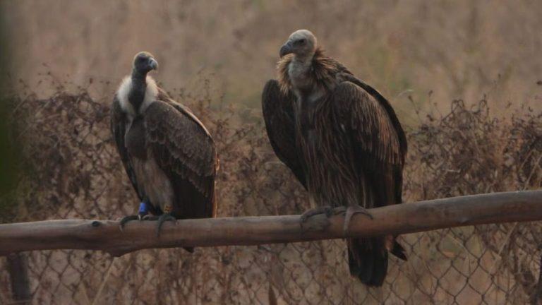 इंदौर में शुरू हुई तीन दिवसीय गिद्ध गणना, पहले दिन चोरल रेंज में 89 समेत कुल 97 गिद्ध दर्ज किए गए