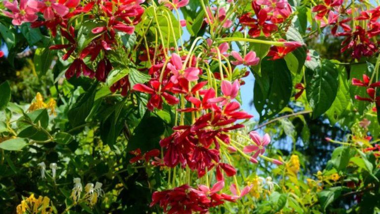 मधुमालती की बेल को मार्च में ऐसे करें तैयार, गर्मियों में फूलों से भर जाएगी पूरी दीवार