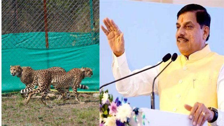 सीएम डॉ मोहन यादव बोले चीतों ने मध्य प्रदेश की साख बढ़ाई, वाइल्ड लाइफ के क्षेत्र में भारत का दुनिया में नाम हुआ