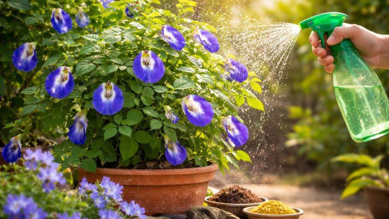 अपराजिता में फूल नहीं आ रहे? ये आसान तरीका अपनाएं, तुरंत फर्क दिखेगा