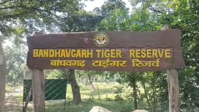 बांधवगढ़ टाइगर रिजर्व में नौकरी दिलाने के नाम पर करीब 9 लाख रुपये की ठगी, पुलिस की कार्रवाई पर उठे सवाल
