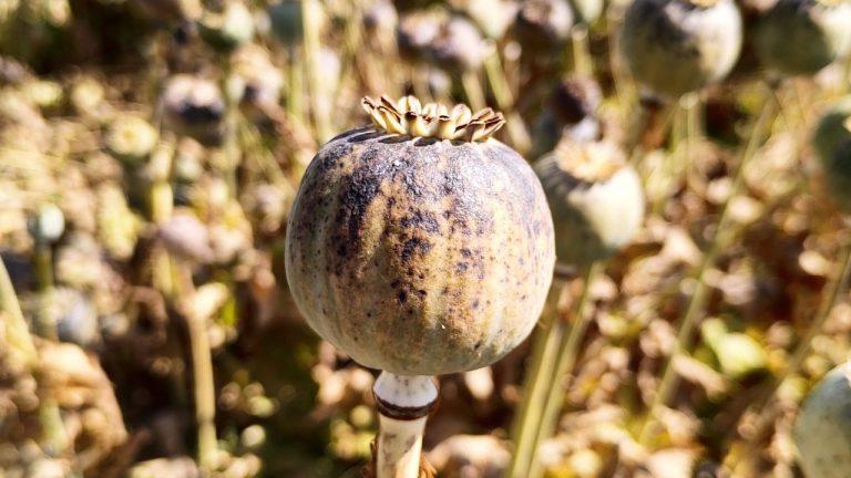 मालवा के अफीम किसानों की चिंता दूर, सीपीएस डोड़ों की कटाई को हरी झंडी, सांसद ने किसानों की ईमानदारी पर जताया भरोसा