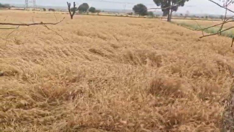 आंधी, बेमौसम बारिश और ओलों से फसलों को नुकसान, किसानों की बढ़ी चिंता, प्रशासन बेखबर