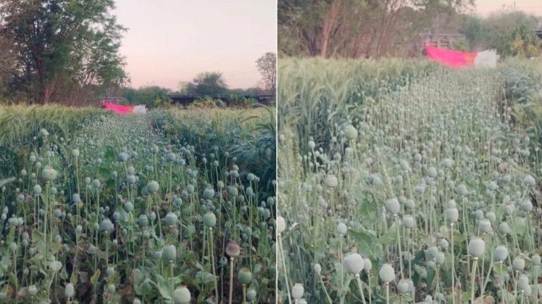 गेहूं की फसल के बीच अवैध अफीम खेती का भंडाफोड़, पुलिस ने मौके पर दी दबिश, कार्रवाई की भनक लगते ही मालिक फरार