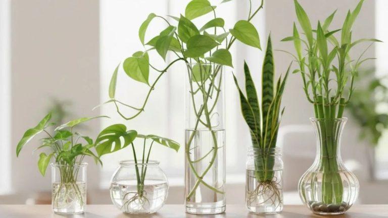 मिट्टी की जरूरत नहीं! सिर्फ पानी में उगेंगे ये 5 खूबसूरत पौधे, घर-बालकनी बन जाएगी मिनी गार्डन