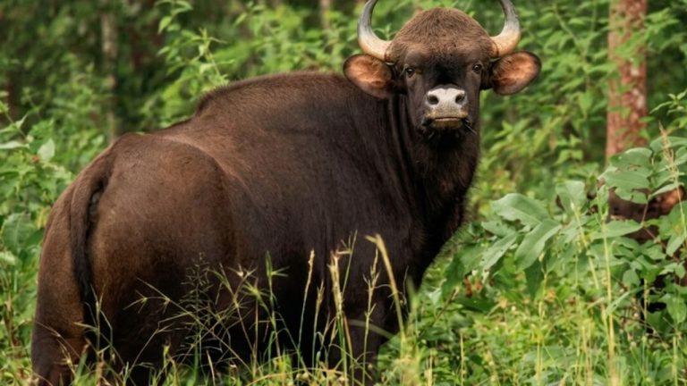 45 साल बाद MP में लौटी जंगली भैंसें: काजीरंगा से कान्हा पहुंचीं, आज CM मोहन करेंगे रिहा