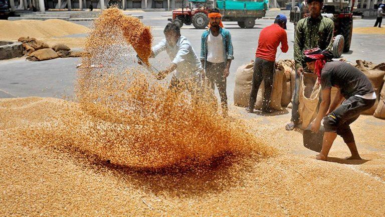 MP के चार संभाग में जारी है गेहूं खरीदी, शेष में 15 अप्रैल से होगी शुरू, अब तक 12 लाख 52 हजार 470 क्विंटल का उपार्जन