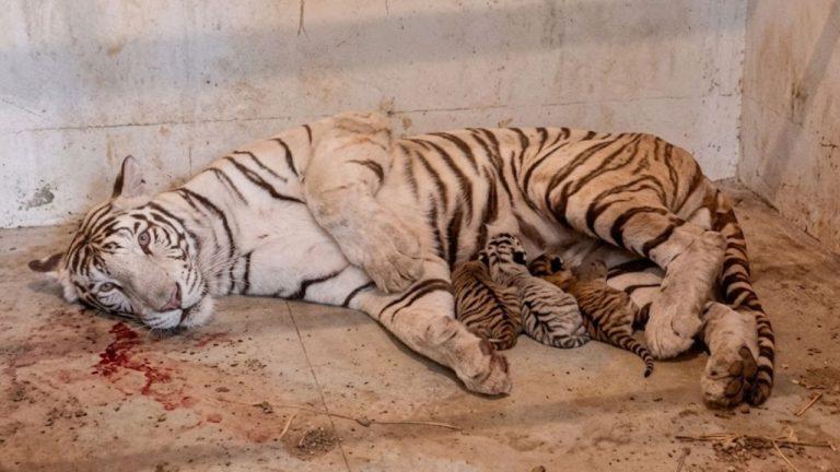 ग्वालियर जू में खुशखबरी! बाघिन मीरा बनी मां, 3 शावकों के जन्म से बढ़ा कुनबा