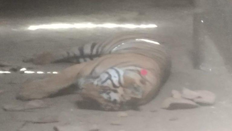 उमरिया: बांधवगढ़ में महिला को मौत के घाट उतारने वाले बाघ की मौत, रेस्क्यू के बाद पिंजरे में मिला मृत, जांच में जुटा पार्क प्रबंधन