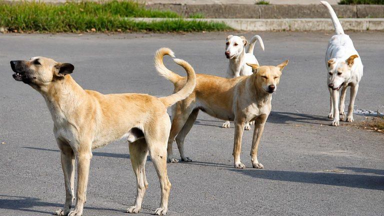 उज्जैन में आवारा कुत्ते का खौफ! 3 साल की माही पर हमला, चेहरे पर लगे 55 टांके