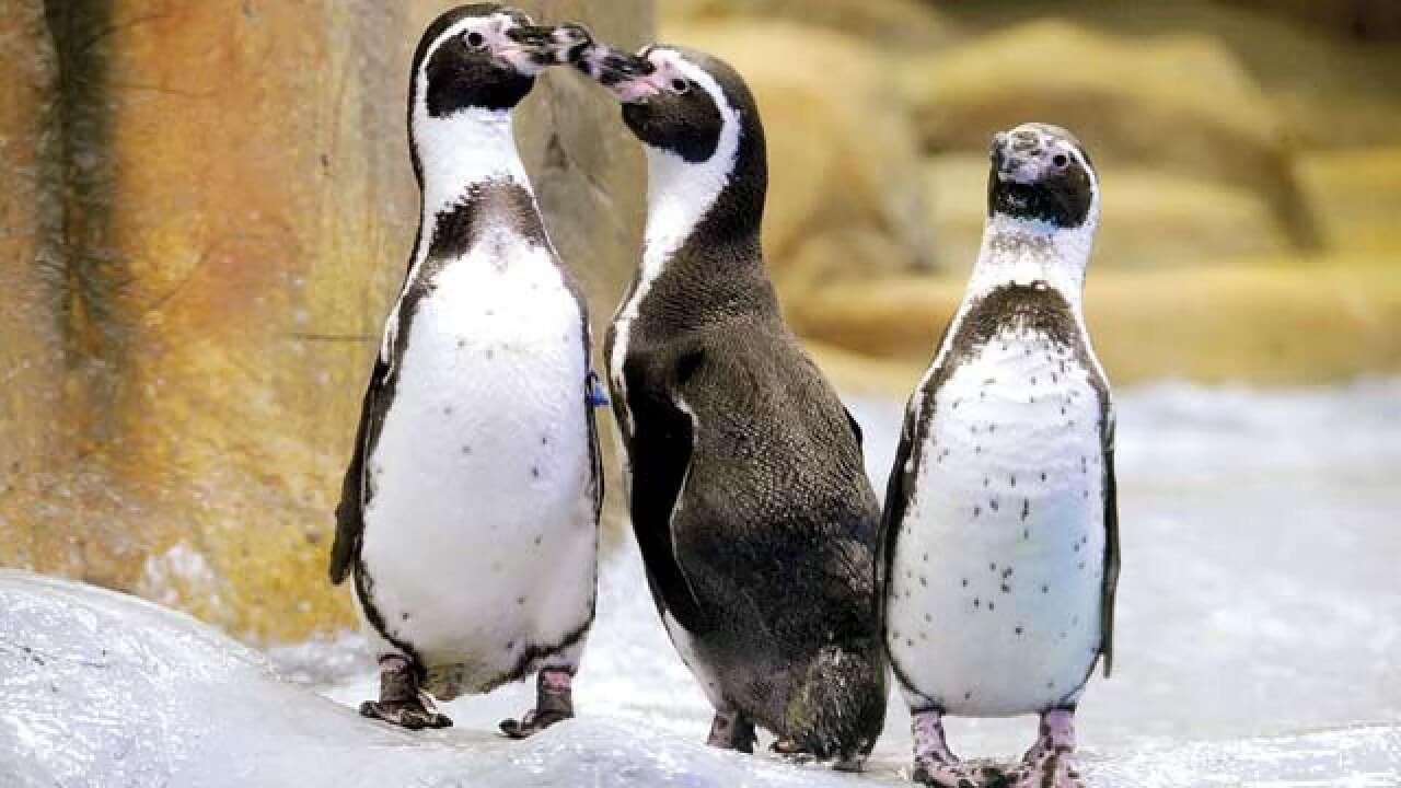 Marathi names of penguins