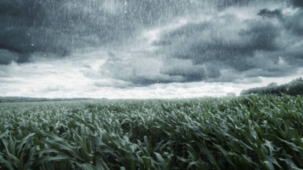 Weather Update: महाराष्ट्रात आज वादळी पावसाची शक्यता; 13 जिल्ह्यांना हवामान विभागाकडून अलर्ट