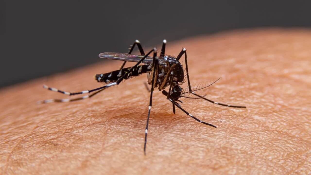 Dengue Patients: महाराष्ट्रात डेंग्युच्या रूग्णांत मोठी वाढ; यंदाच्या पावसाळ्यात 9,728 रूग्ण आढळले !