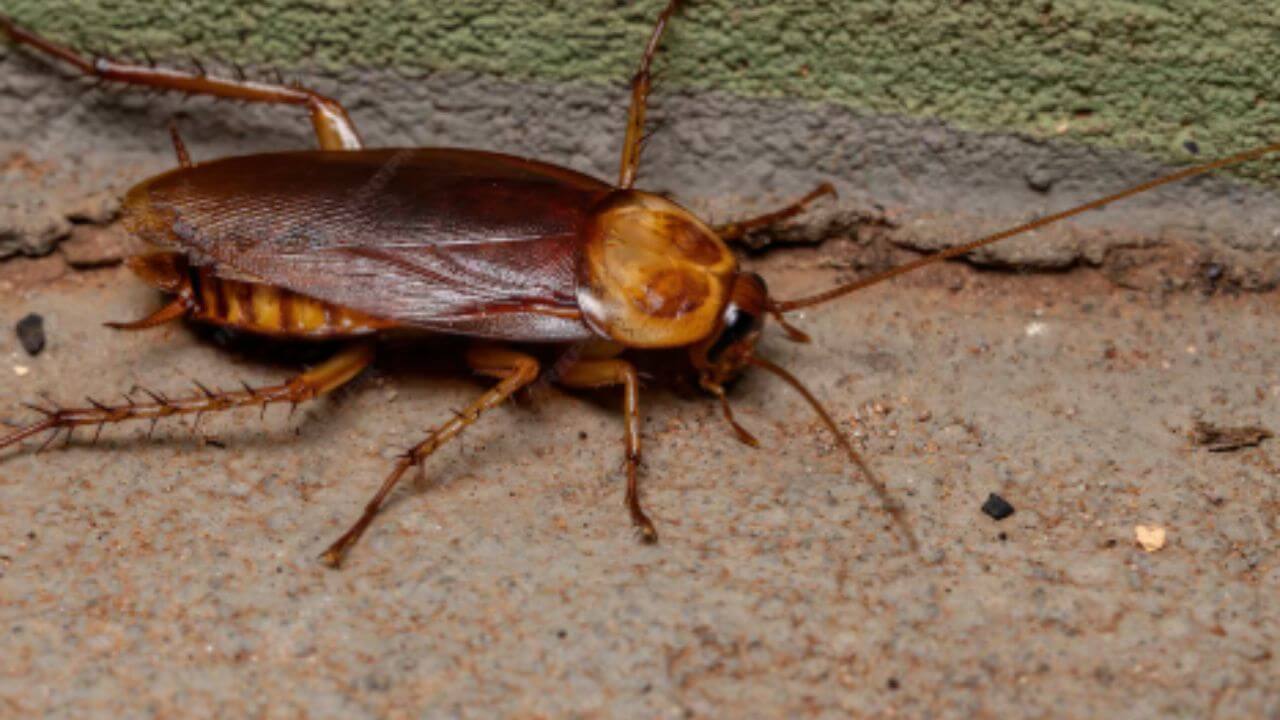 तुमच्याही घरात झुरळं आहेत? 'या' सोप्या घरगुती ट्रिक्सने लगेच पळवून लावा