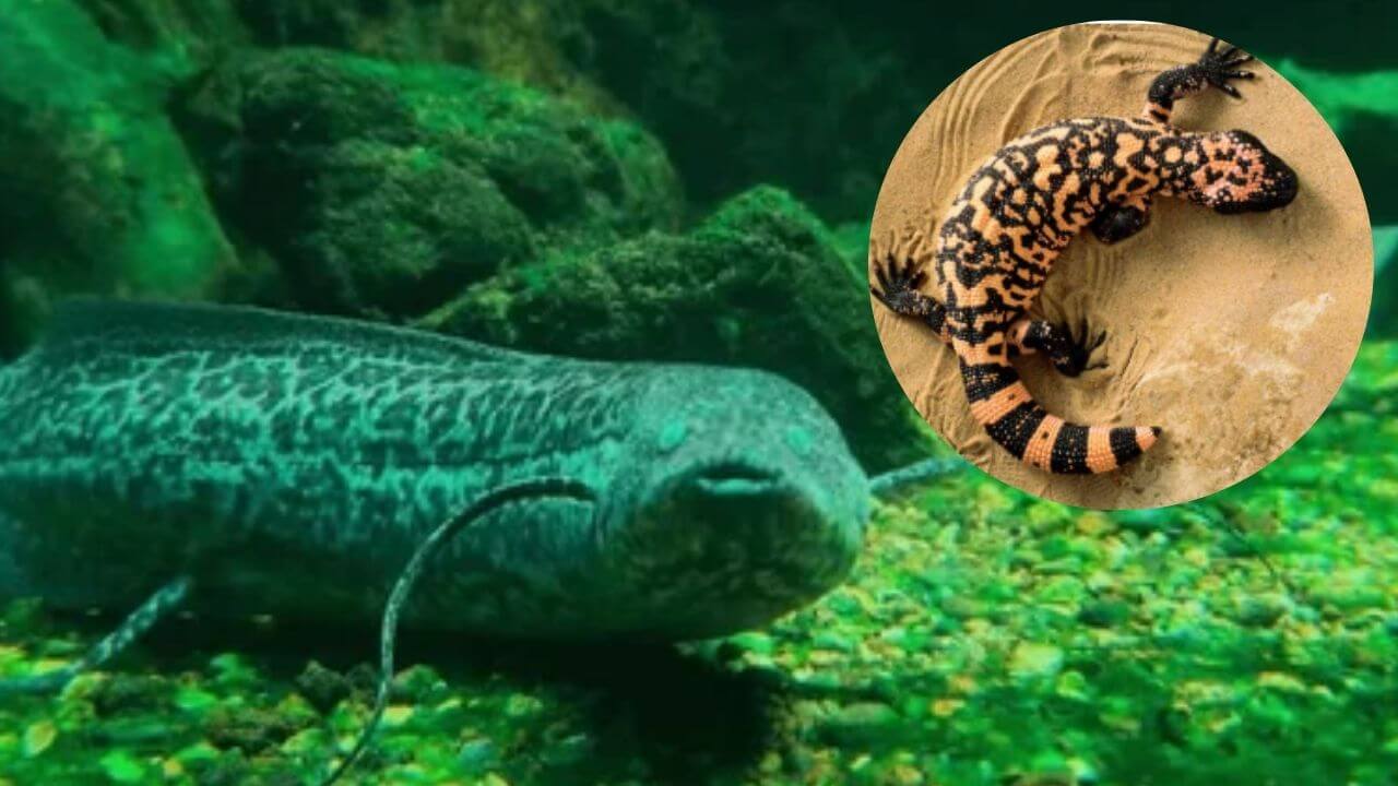 कुणी पाणी तर कुणी अन्नाशिवाय कित्येक महिने जगतात 'हे' प्राणी, जाणून घ्या नावे