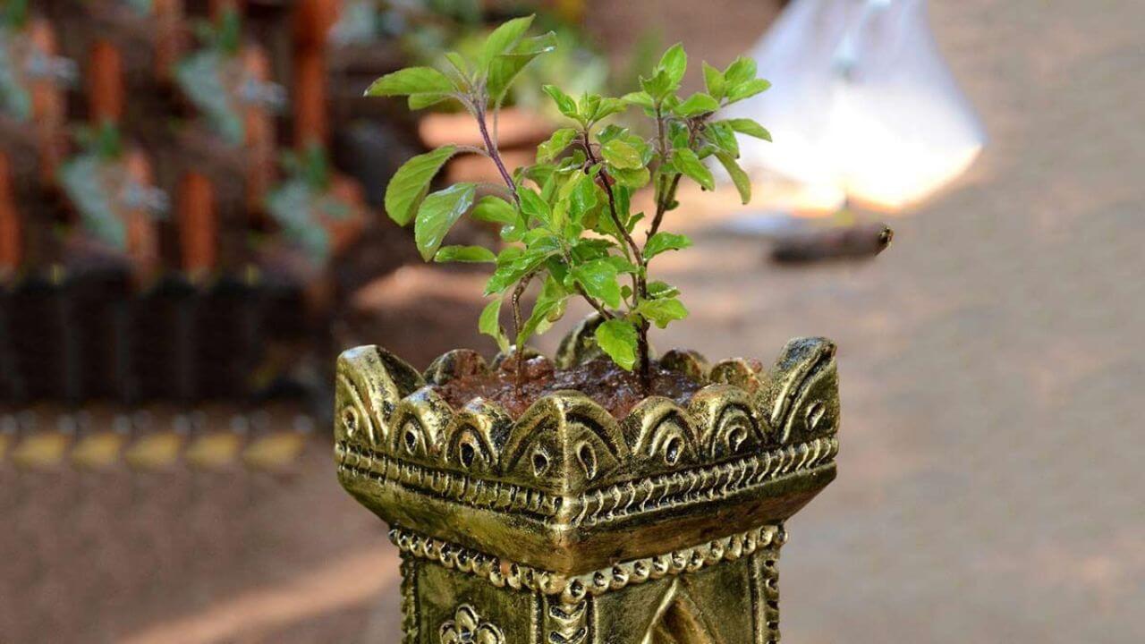 Tulsi : तुमच्याही तुळशीच्या रोपात हे बदल झालेत? वेळीच जाणून घ्या यामागचे संकेत