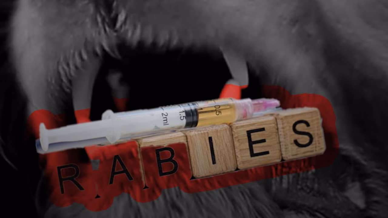 कुत्र्यांव्यतिरिक्त या प्राण्यांच्या चाव्यानेही होतो रेबीजचा फैलाव, चुकूनही दुर्लक्ष करू नका