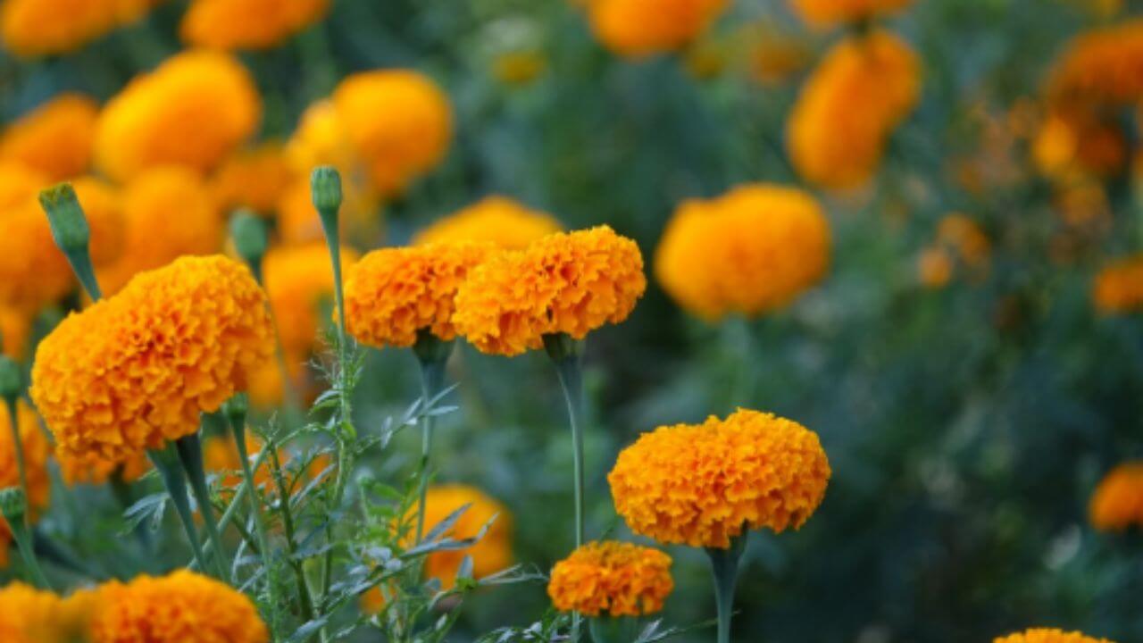 झेंडूची पाने दूर करतात ५ आरोग्य समस्या, जाणून घ्या फायदे