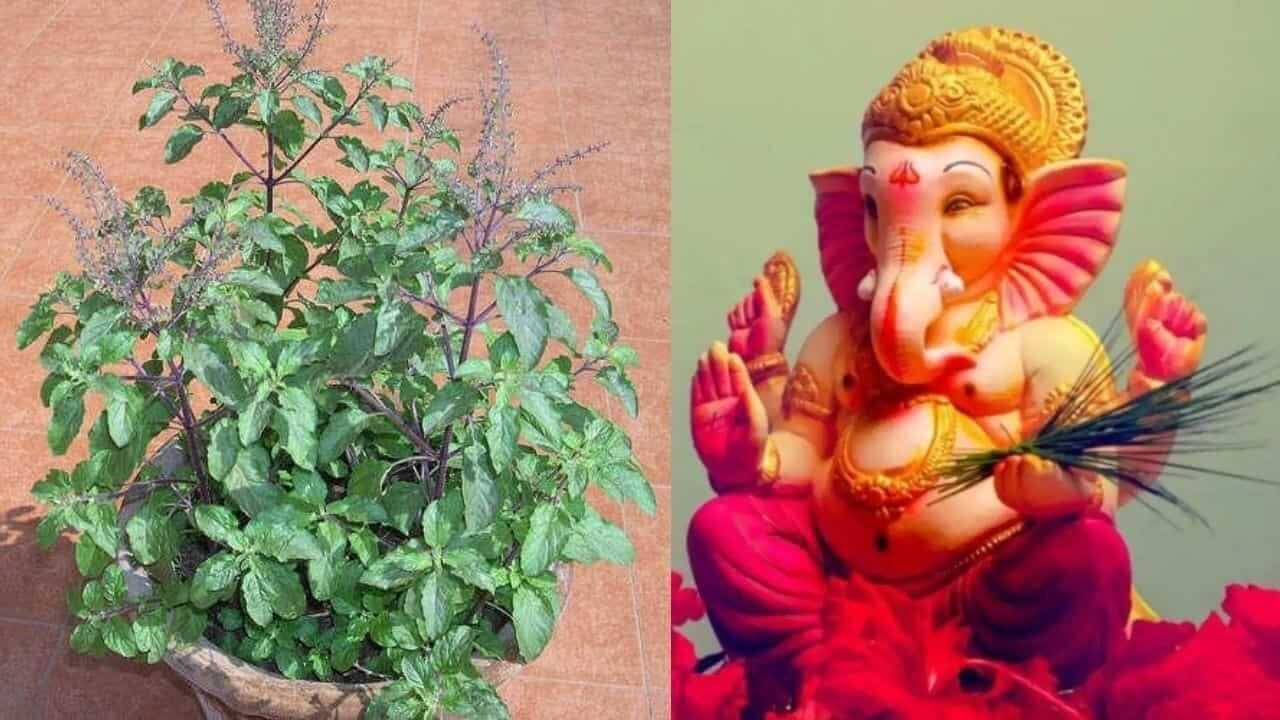 Tulsi Vivah 2025 : तुळशीने गणपतीला शाप का दिला होता, जाणून घ्या पौराणिक कथा…