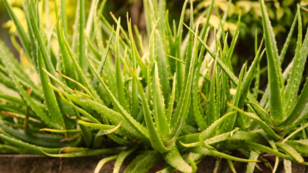 घराच्या अंगणातील कोरफडचं रोप पिवळं पडलंय, वाढही खुंटलीय? 'या' टिप्स फॉलो करून बनवा हिरवेगार