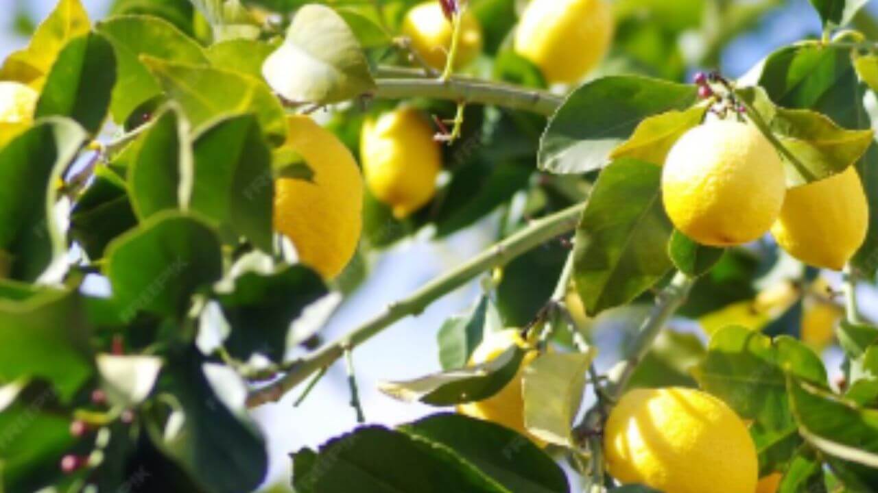 झाड वाढलं पण लिंबूच येत नाहीत? 'अशी' घ्या काळजी लिंबानी बहरेल झाड