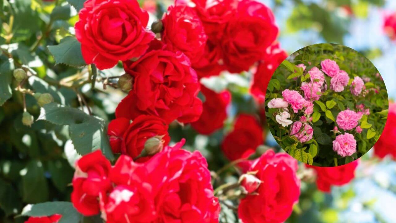 गुलाबाचे रोप वाढले पण फुलेच येत नाहीत? 'हे' उपाय केल्यास फुलांनी भरेल रोप