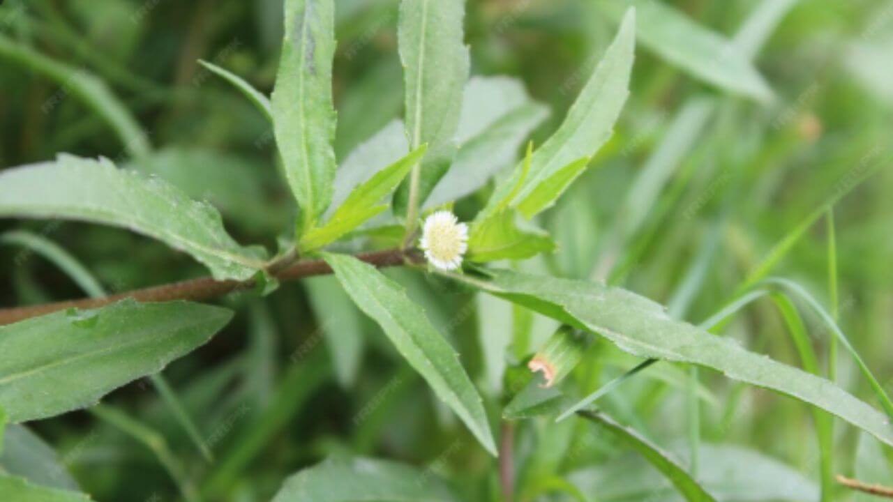 अल्झायमरमध्ये फायदेशीर आहे भृंगराज तेल, स्मरणशक्ती वाढविण्यास होते मदत