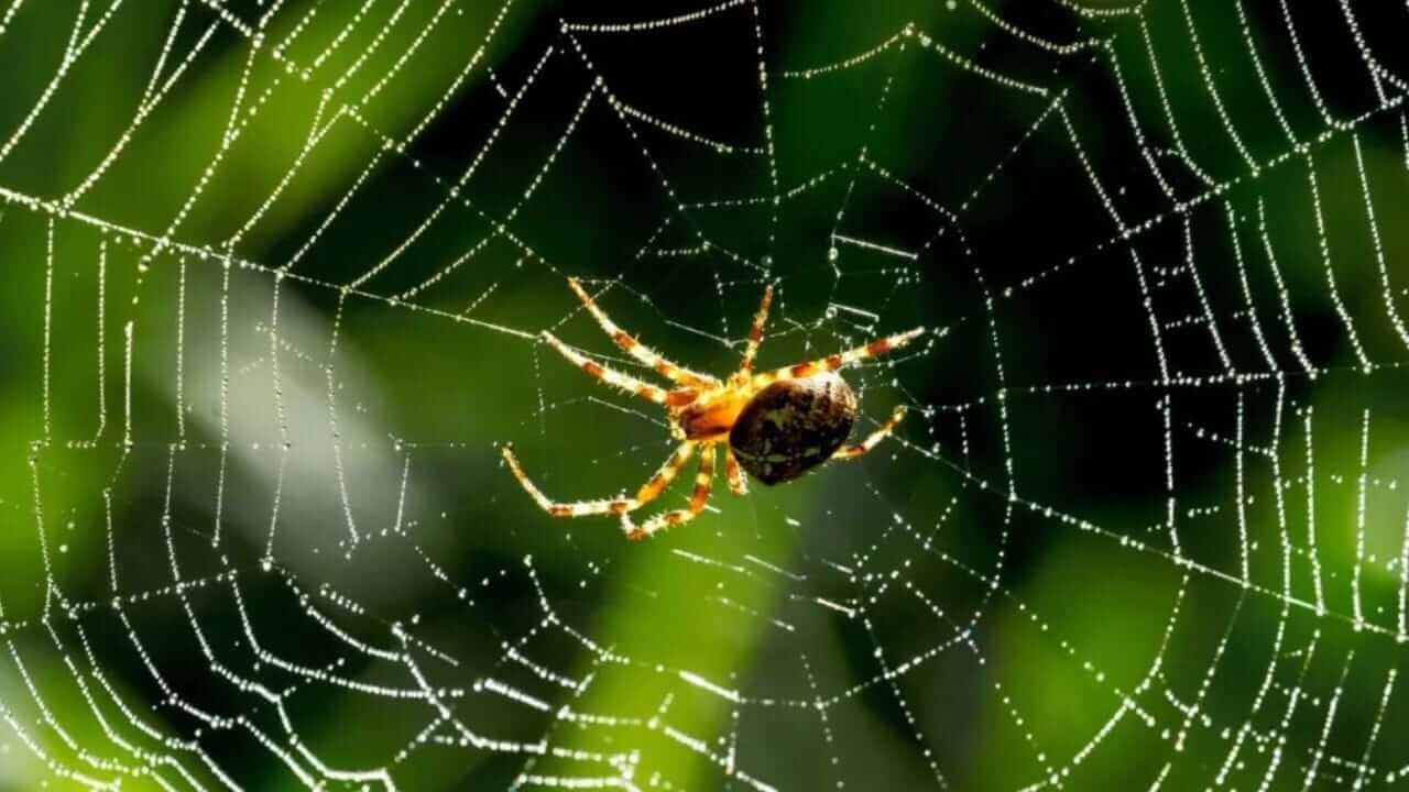 Vastu Tips : घरात कोळ्याचं जाळं असणं शुभ की अशुभ? काय सांगत शास्त्र...