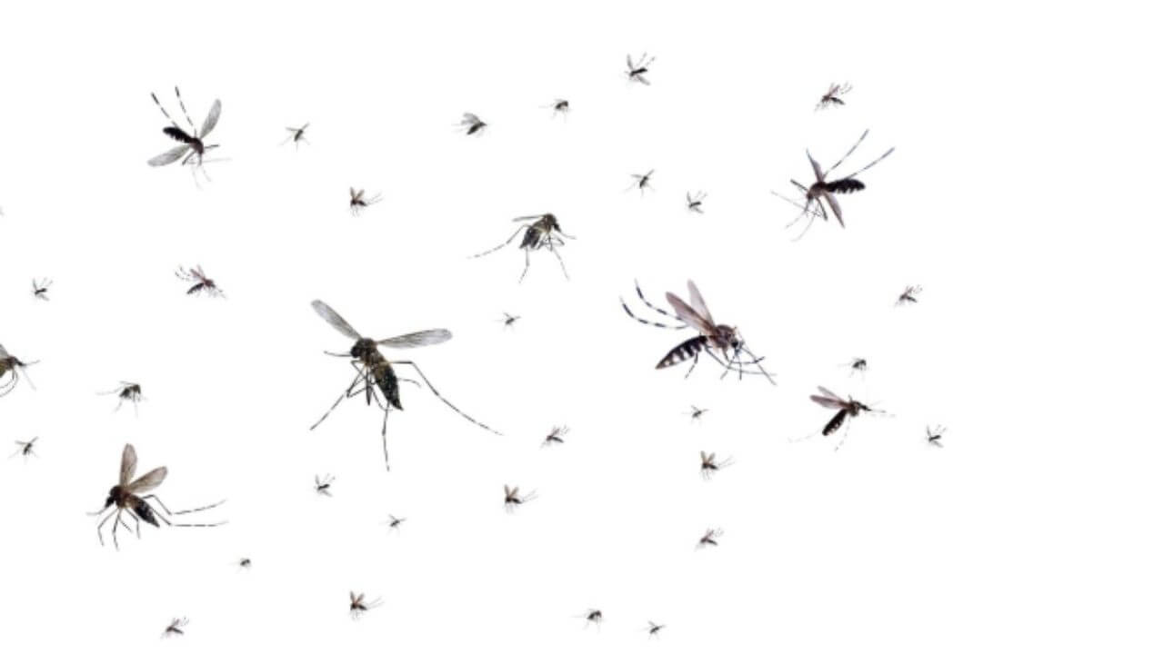 डासांमुळे घरात आणि अंगणात बसणे कठीण झालंय? 'हे' घरगुती उपाय दूर करतील समस्या