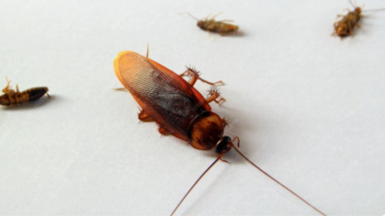 झुरळांमुळे अन्नातून होऊ शकते विषबाधा, घरातून पळवण्यासाठी करा 'हे' घरगुती उपाय