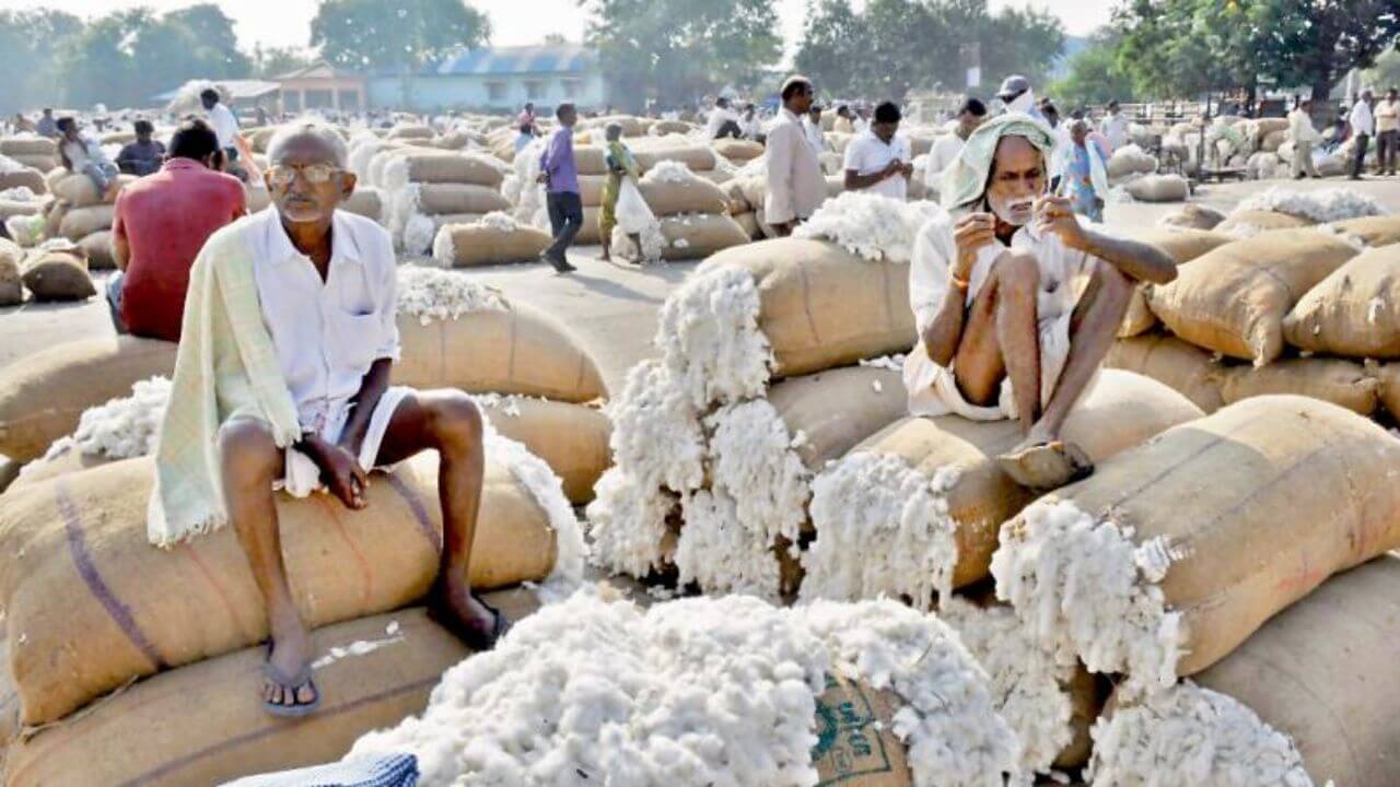 Cotton: मराठवाड्यात कॉटन कॉर्पोरेशन ऑफ इंडियाकडून हमीभावाने कापसाची खरेदी सुरू; शेतकऱ्यांना दिलासा