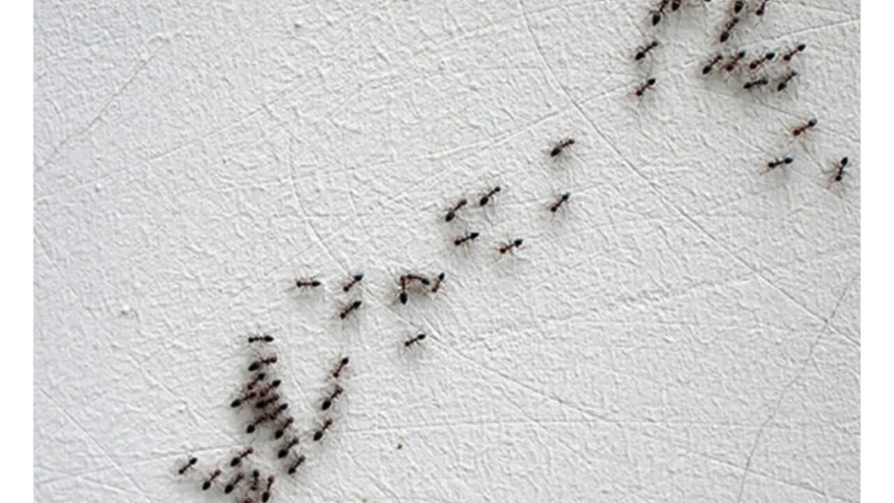 Vastu Tips : घरात येणाऱ्या लाल-काळ्या मुंग्या देतात शुभ अशुभ संकेत; जाणून घ्या