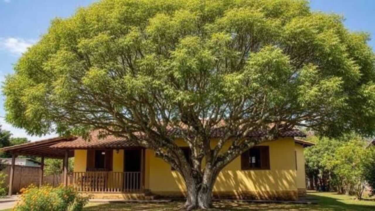 Vastu Tips : घरात कडुलिंबाचे झाड लावणे शुभ असते की अशुभ? जाणून घ्या..