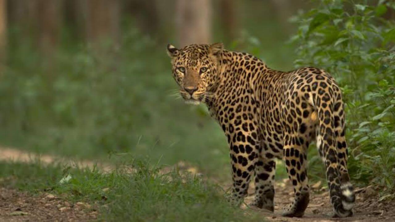 Leopard Attack : बिबट्यांचे हल्ले रोखण्यासाठी सरकार हजारो शेळ्या जंगलात सोडणार