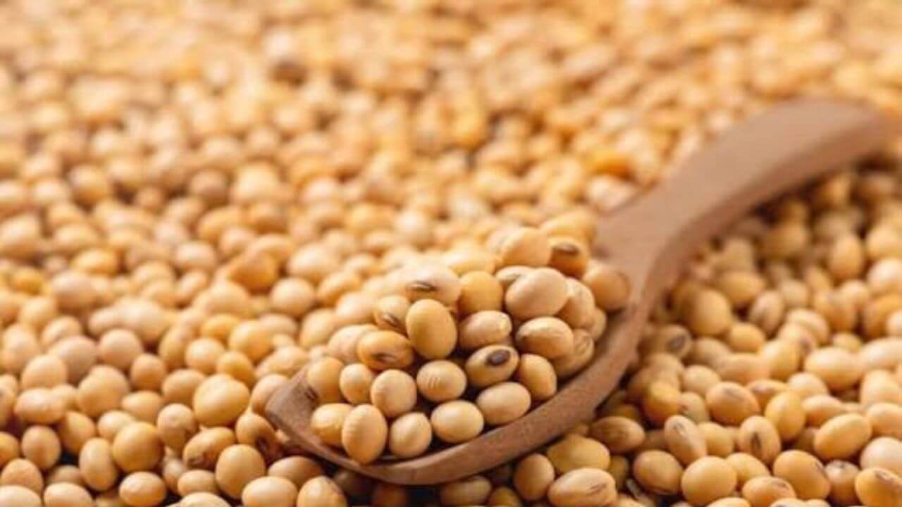 Soybeans Import : दक्षिण आफ्रिकेतून 1 लाख टन सोयाबीन भारतात येणार?? सरकारचे धोरण शेतकऱ्याच्या मुळावर