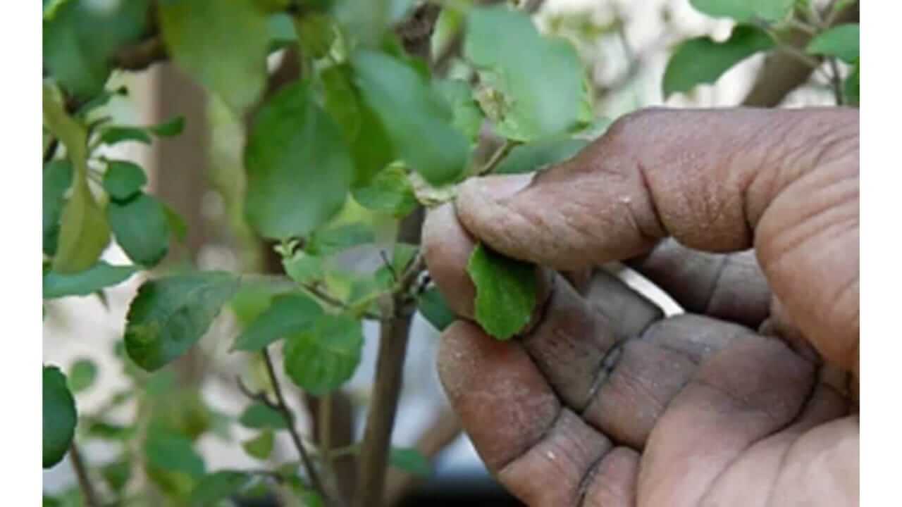 Tulsi Plant : चुकूनंही 'या' दिवशी तुळशीची पानं तोडू नये; जाणून घ्या..