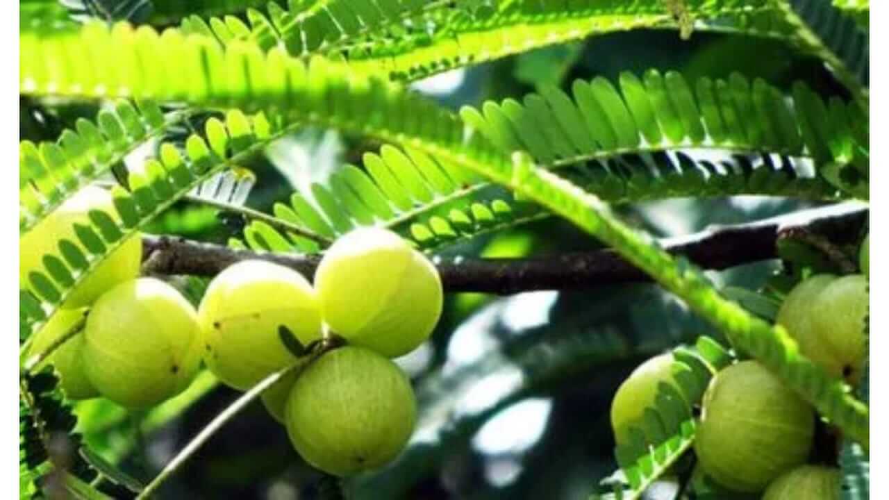 Vastu Tips : ‘आवळ्याच्या झाडात' असतो भगवान विष्णूचा वास, घरात लावणं शुभदायक