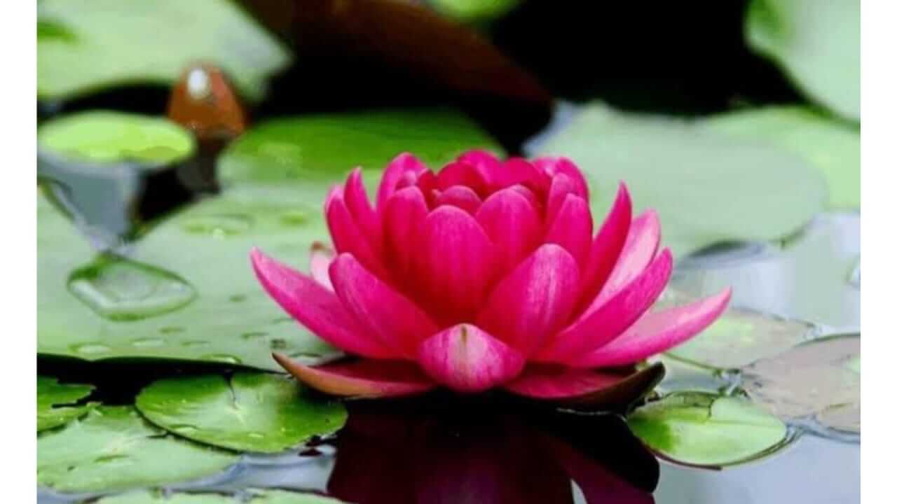 Vastu Tips : कमळ घरात लावल्याने होणारे आर्थिक लाभ काय आहेत? जाणून घ्या..