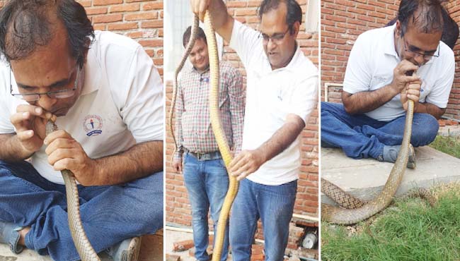 -Income-tax-officer-rescues-snake-life-in-trouble-in-indore