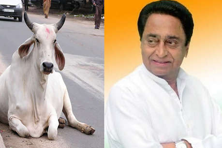 Kamal-Nath-made-a-big-statement-in-the-country-about-the-politics-of-cow