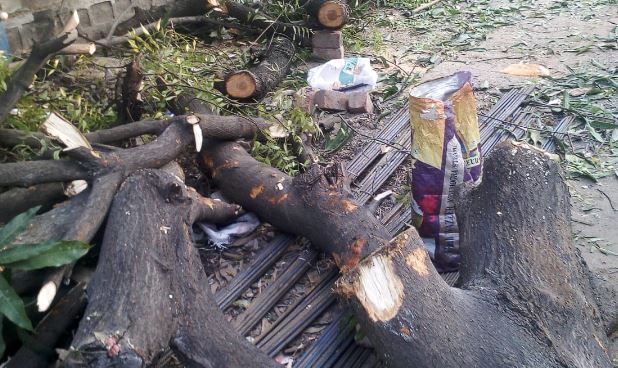 भोपाल नगर निगम की बड़ी कार्रवाई- दो पेड़ काटने वाले पर 1 लाख रु. का जुर्माना