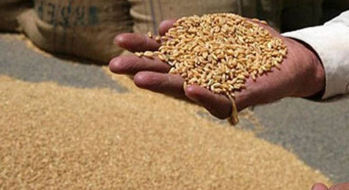 Wheat-procurement-at-support-price-from-March-25