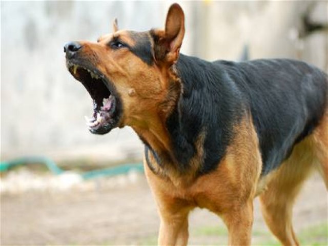 Dog-Terror-in-bhopal-madhyrpadesh-